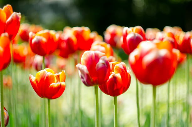 istock blooming tulips in the park on a sunny day 1152860870