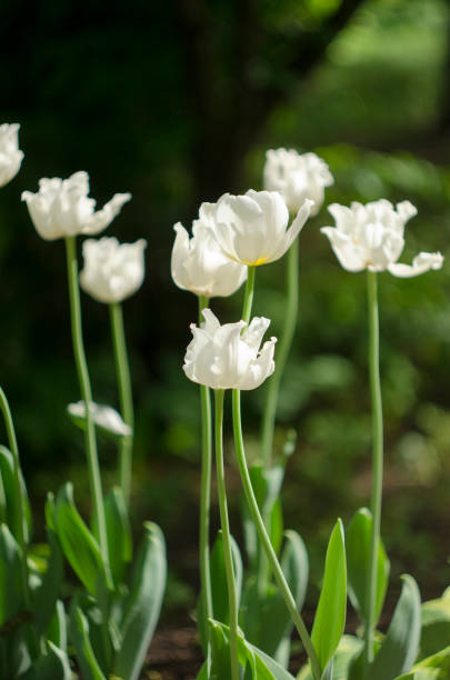 istock white blooming tulips in the park on a sunny day 1152860916