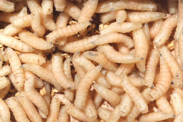 istock A lot of worms close up 1152860991