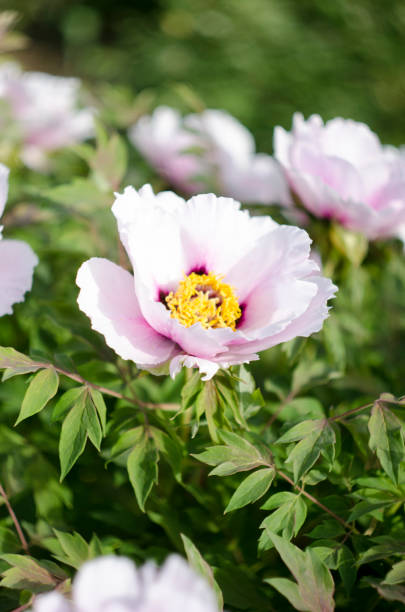istock blooming peony in the park, sunny day 1152860993