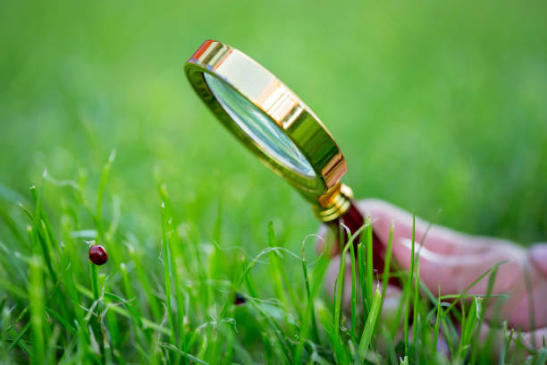 istock Preteen child, boy, exploring with magnifying glass, watching ladybugs 1152861706