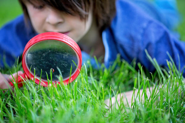 istock Preteen child, boy, exploring with magnifying glass, watching ladybugs 1152861752