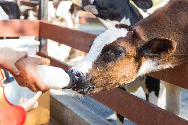 istock Baby cow feeding on milk bottle by hand men 1152861761
