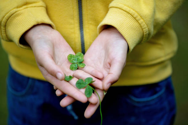 istock Child hands holding lucky four leaf clover. Boy have many four leaf clovers in his hands 1152861797
