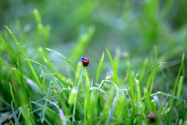 istock Preteen child, boy, exploring with magnifying glass, watching ladybugs 1152862368