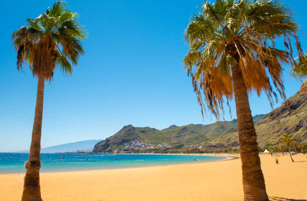 istock Palm trees Playa las Teresitas Beach, Tenerife 1152862888