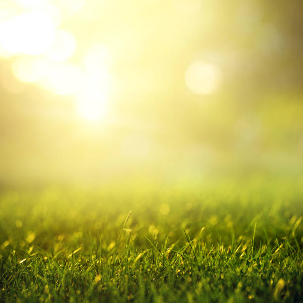 istock Spring and nature background concept, Close up green grass field background and sunlight. 1152864183