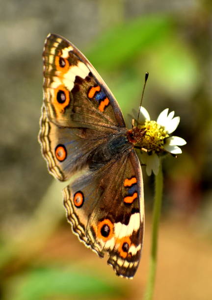 istock Colorful butterfly on flower with wings open 1152865065