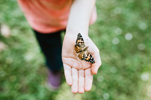 A live butterfly flitters on a girls hand on a beautiful spring day.