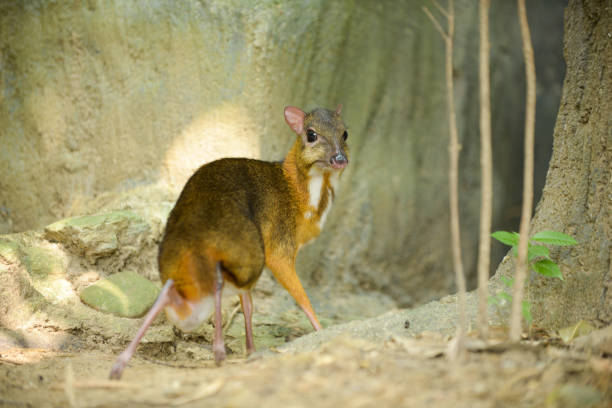 Lesser Mouse-deer stock photo