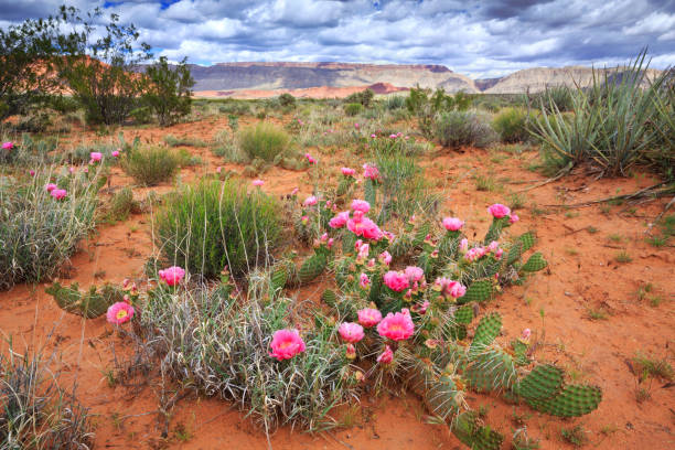 Fiori di cactus del deserto - foto stock