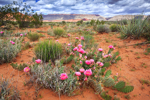 Prickly pear cactus blooms in southern Utah.