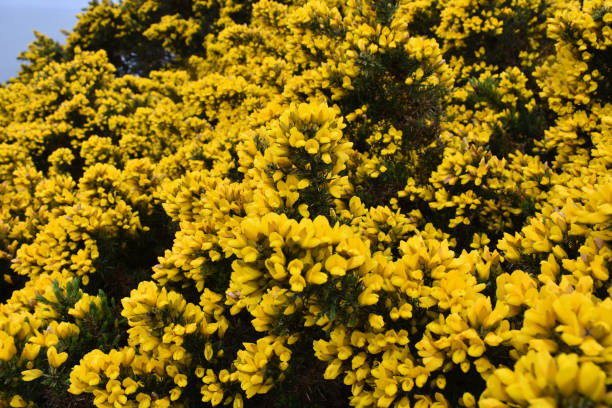 istock Stunning Flowering Gorse Bush 1152867361