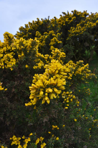 istock Stunning Flowering Gorse Bush 1152867952