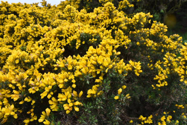 istock Stunning Flowering Gorse Bush 1152868007