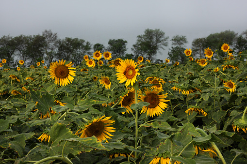 Sunflower field in Bagerhat, Bangladesh.