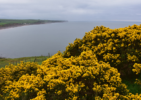 Connemara is a western region on the atlantic coast of Ireland. The main town is Clifdon.