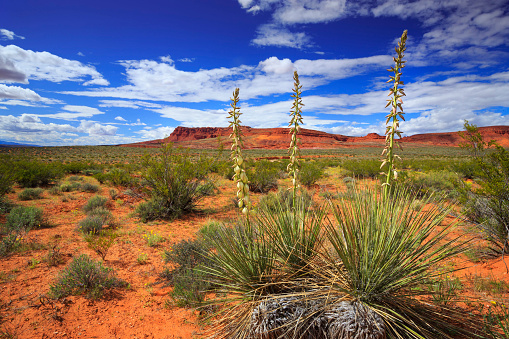 Yucca plants bloom in southern Utah, nearby St George.