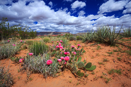 Prickly pear cactus blooms in the desert of southern Utah, nearby St George, Utah.