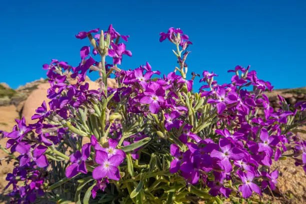 Photo of Wild beach flowers, Costa Paradiso on the North Coast of Sardinia between Santa Teresa di Gallura and Castelsardo, Italy