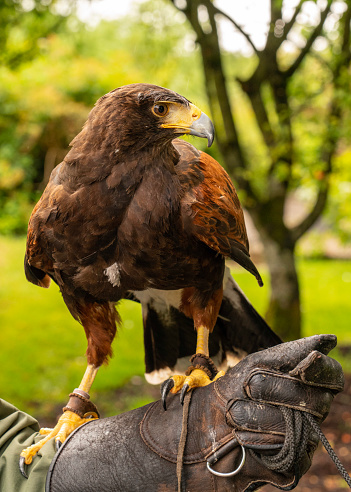 Harris's Hawk with his handler at a country estate in Ireland