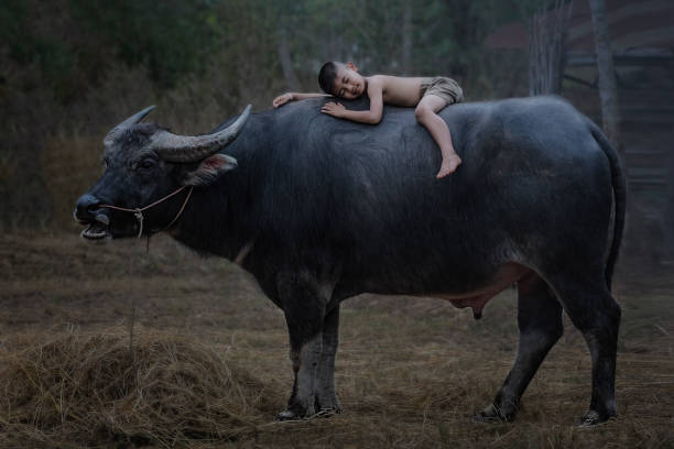 istock Childrens playing with a buffalo 1152869931