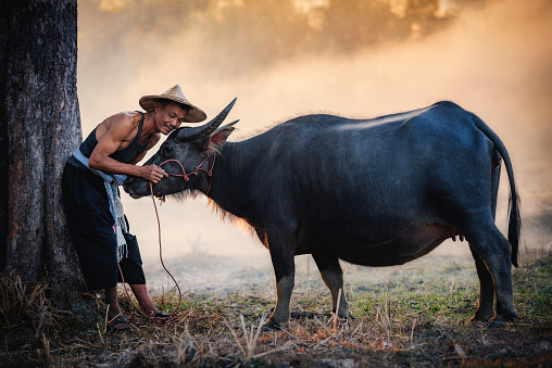 Thai buffalo walk over the field go back home with sunset,Life' Machine of farmer,Original agricultural use buffalo plow the field,