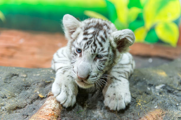 istock baby white bengal tiger 1152872449