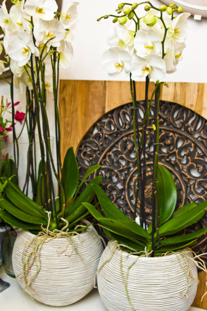 istock Orchid flowers in flower shop 1152872471
