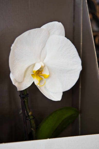 istock White orchid in carton gift box 1152872745