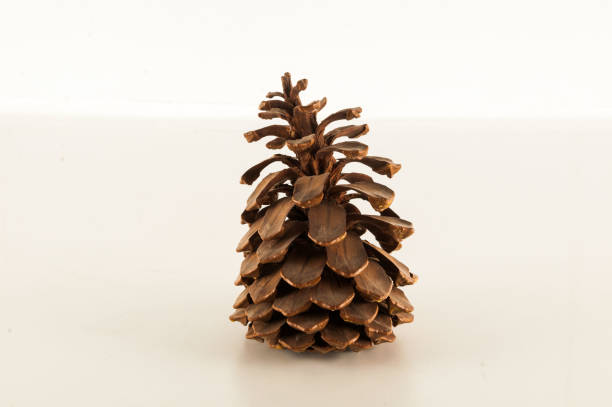 istock Close-up of a pine cone 1152873135