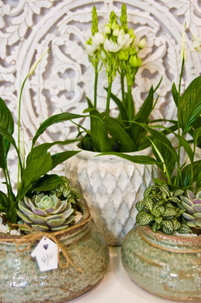 istock Succulents and fresh spring flowers florist composition 1152874446