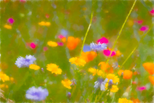 イギリスの野草の混合グループ - succulent plant sedum temperate flower perennial ストックフォトと画像