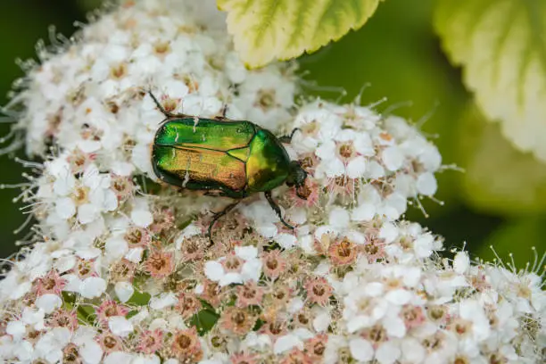 European rose chafer (Cetonia aurata) beetle on birchleaf spiraea (Spiraea betulifolia) flowers in bloom in springtime.