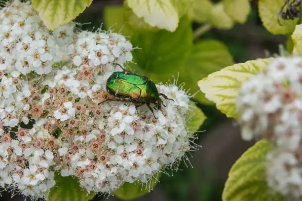 European rose chafer (Cetonia aurata) beetle on birchleaf spiraea (Spiraea betulifolia) flowers in bloom in springtime.