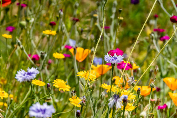 istock Mixed group of English wildflowers 1152875579