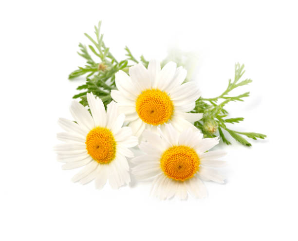 istock Chamomile or camomile flowers isolated on white 1152875656