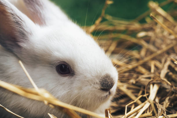 istock Beautiful young white rabbit on a straw, hay, background. 1152876707
