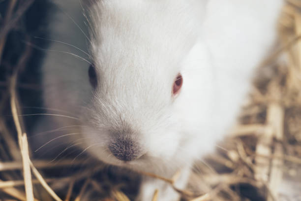 istock Beautiful young white rabbit on a straw, hay, background. 1152876740