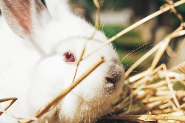 istock Beautiful young white rabbit on a straw, hay, background. 1152876804