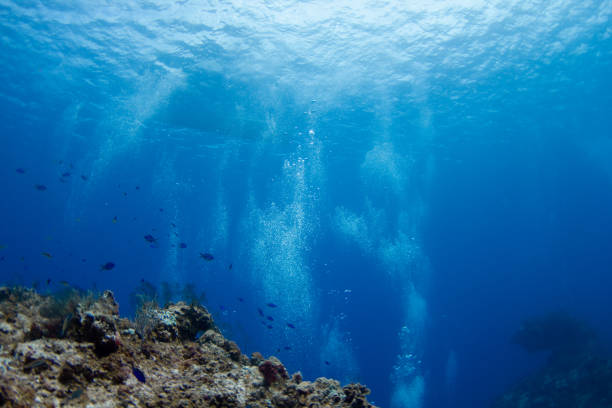 istock COZUMEL, MEXICO: blue fishes and coral underwater 1152877711