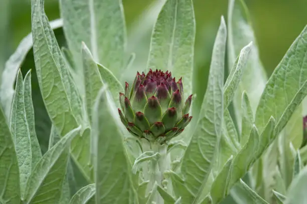 Globe artichoke (Cynara cardunculus) flower buds in springtime.