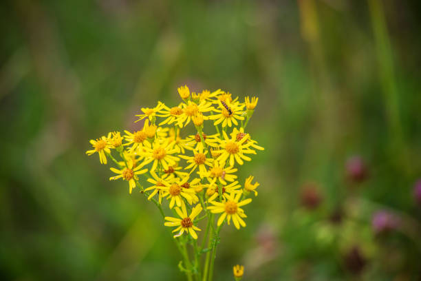 istock random color summer flowers in green meadow under the sun 1152877884