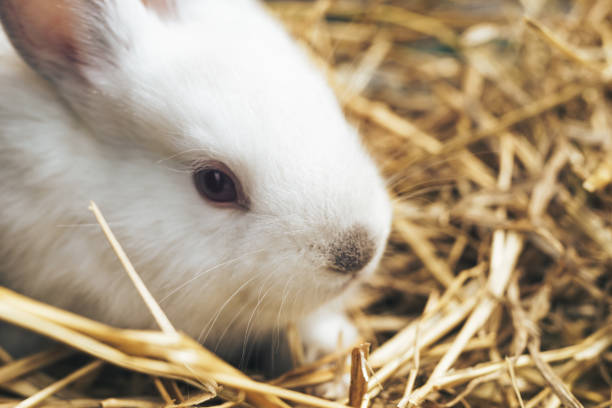 istock Beautiful young white rabbit on a straw, hay, background. 1152878043