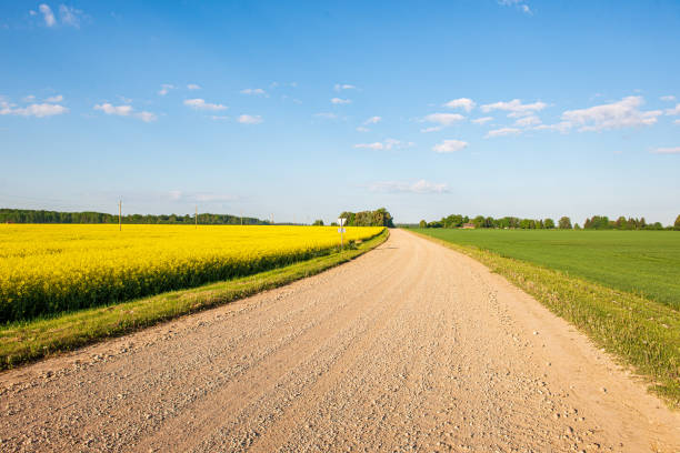 istock rapeseed bloominf yellow fields in spring under blue sky in sunshine 1152878108