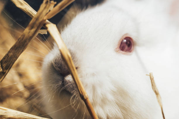 istock Beautiful young white rabbit on a straw, hay, background. 1152878175
