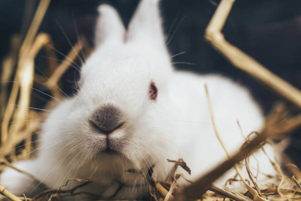 istock Beautiful young white rabbit on a straw, hay, background. 1152878260