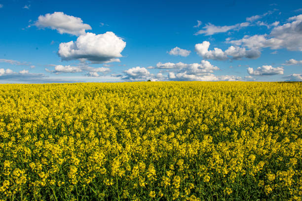 istock rapeseed bloominf yellow fields in spring under blue sky in sunshine 1152878267