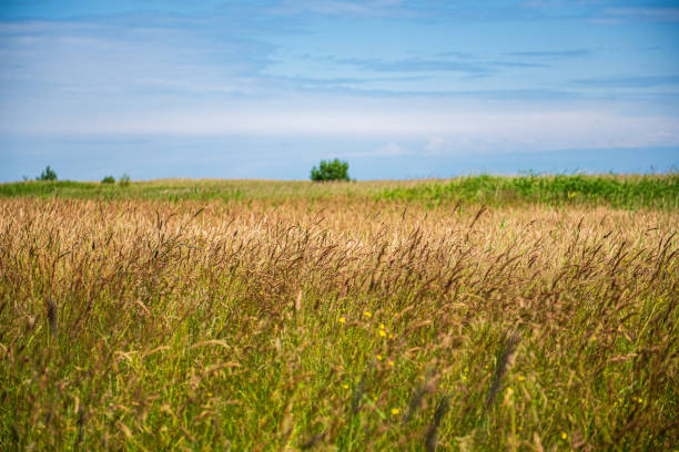 istock green meadow under blue sky in countryside 1152878292