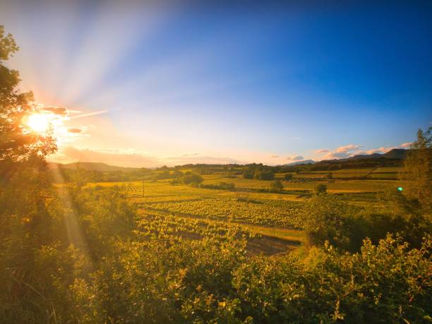 istock Under the sun of Provence 1152878436